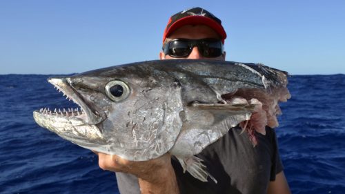 Thon dents de chien coupe par un requin en peche au jig - www.rodfishingclub.com - Rodrigues - Maurice - Ocean Indien