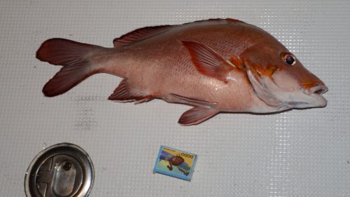 Vivaneau pagaie -lutjanus gibbus-en peche a l appat - www.rodfishingclub.com - Rodrigues - Maurice - Ocean Indien