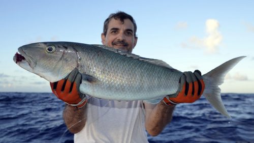 Poisson poulet en peche au jig par Bertrand