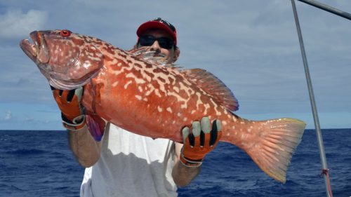 Red corail trout on jigging