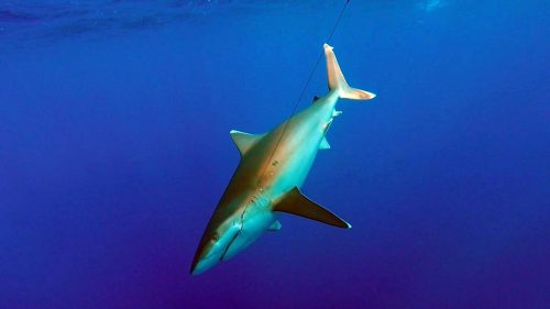 Requin pointe blanche en peche a l appat