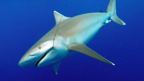 Requin pointe blanche en pêche a l appat