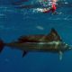 Sailfish before releasing on trolling