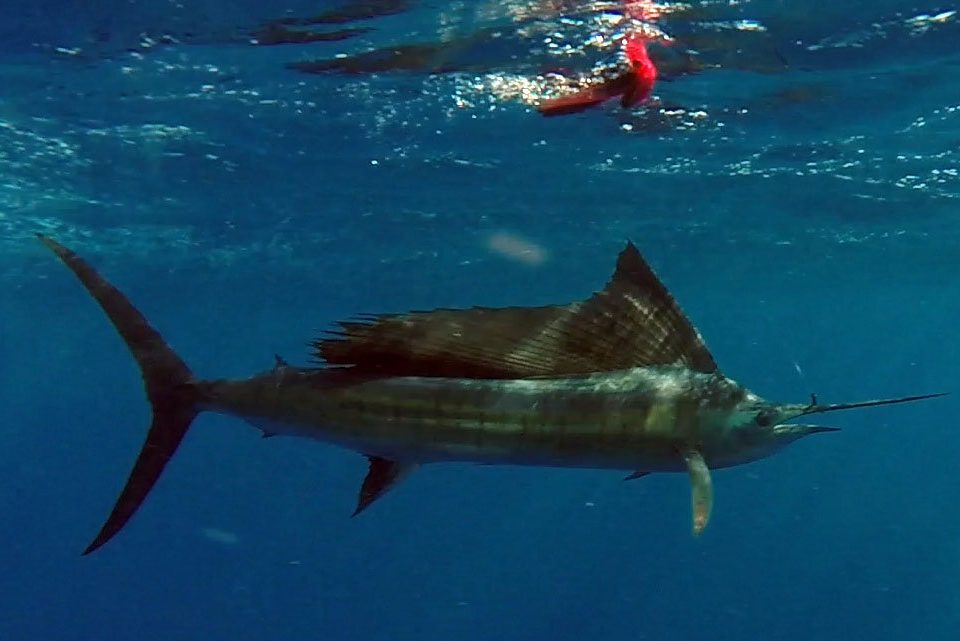 Sailfish before releasing on trolling