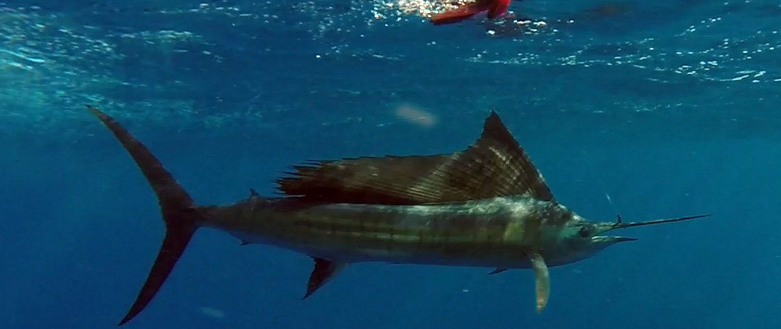 Voilier avant relache en peche a la traine