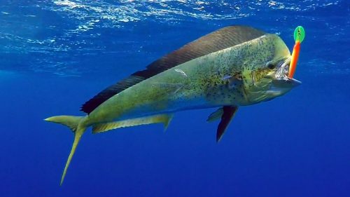 Dorado on trolling with a rapala X Rap 40 - www.rodfishingclub.com - Rodrigues - Mauritius - Indian Ocean