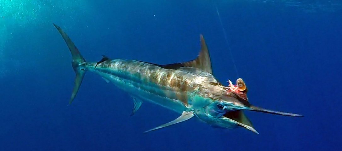 Marlin bleu en peche a la traine - www.rodfishingclub.com - Rodrigues - Maurice - Océan Indien