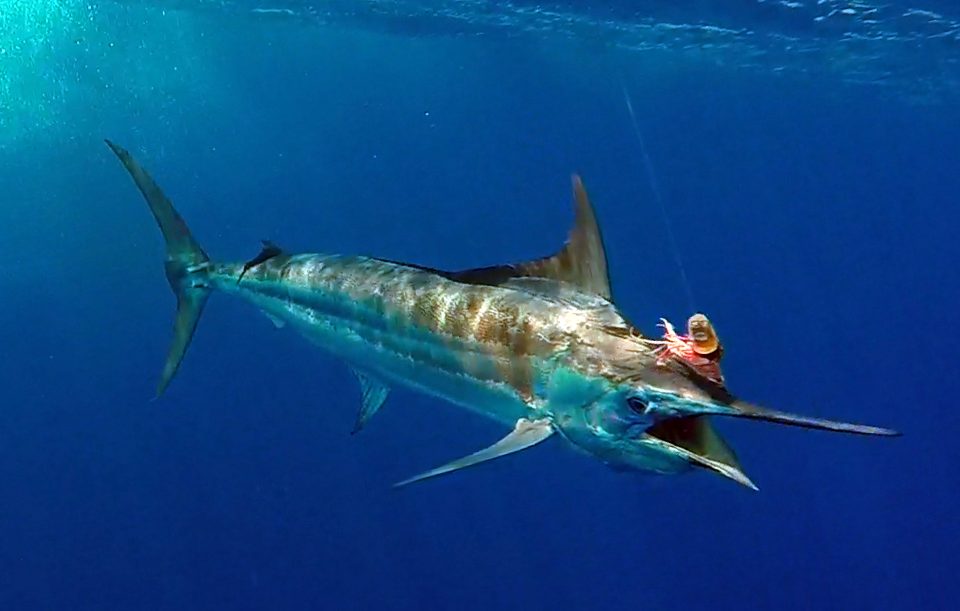 Marlin bleu en peche a la traine - www.rodfishingclub.com - Rodrigues - Maurice - Océan Indien