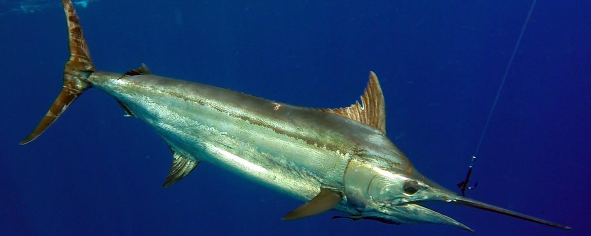 Marlin bleu pris en peche a la traine - www.rodfishingclub.com - Rodrigues - Maurice - Océan Indien