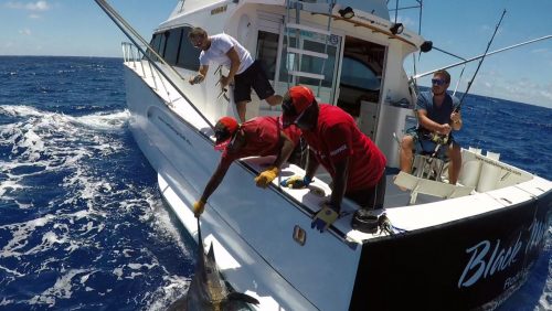 Marlin bleu relaché en peche a la traine - www.rodfishingclub.com - Rodrigues - Maurice - Océan Indien