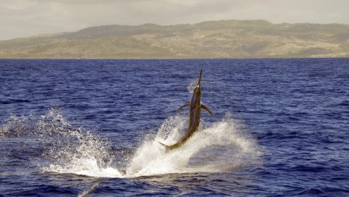 Marlin noir en peche au vif - www.rodfishingclub.com - Rodrigues - Maurice - Ocean Indien