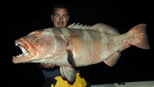 Mérou babone en peche a l appat de nuit - www.rodfishingclub.com - Rodrigues - Maurice - Ocean Indien