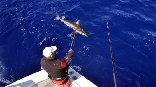 Requin en peche a la traine en heavy spinning - www.rodfishingclub.com - Rodrigues - Maurice - Ocean Indien