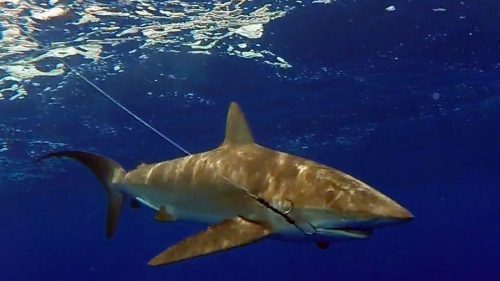 Requin en peche a la traine - www.rodfishingclub.com - Rodrigues - Maurice - Ocean Indien