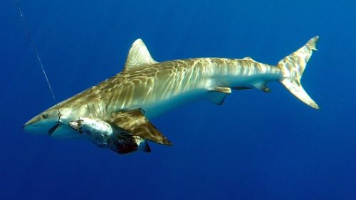 Shark caught on baiting - www.rodfishingclub.com - Rodrigues - Mauritius - Indian Ocean