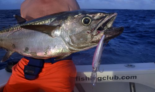 Thon dents de chien pris sur un rapala X Rap 40 - www.rodfishingclub.com - Rodrigues - Maurice - Ocean Indien