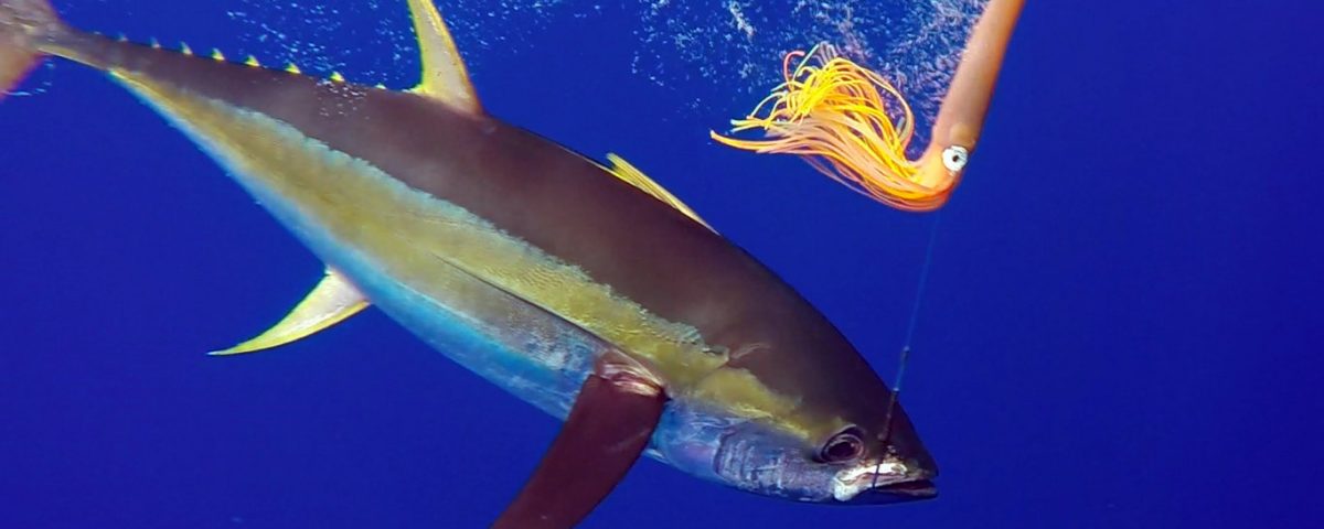 Thon jaune en peche a la traine au bateau - www.rodfishingclub.com - Rodrigues - Maurice - Océan Indien