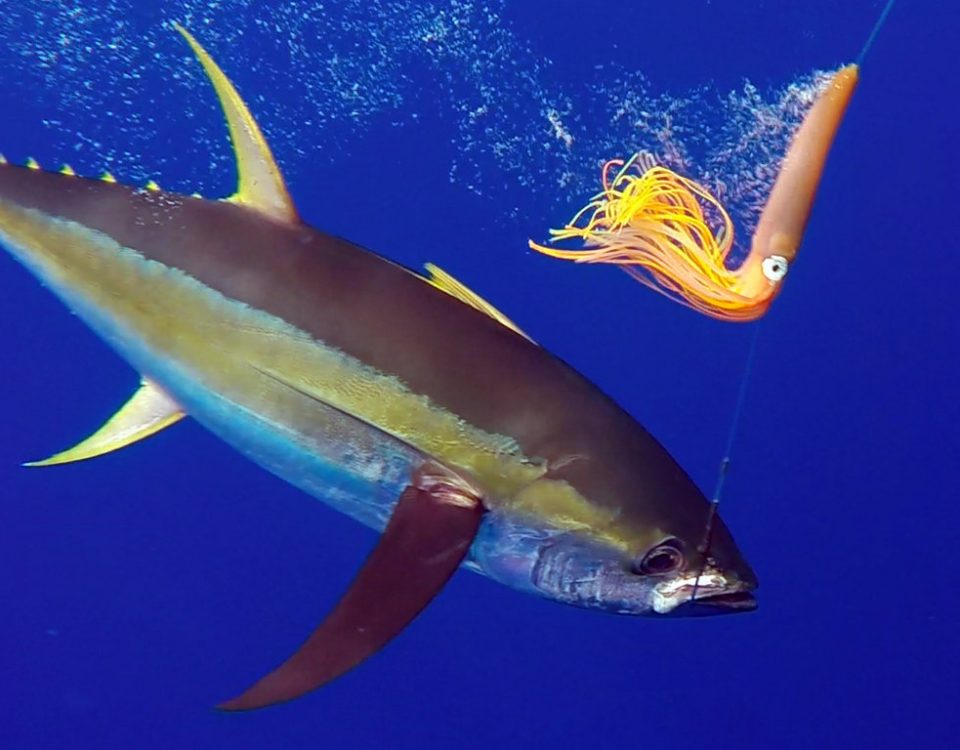 Thon jaune en peche a la traine au bateau - www.rodfishingclub.com - Rodrigues - Maurice - Océan Indien