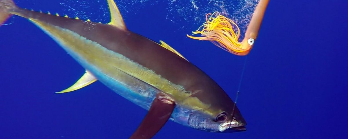 Underwater yellowfin tuna on trolling - www.rodfishingclub.com - Rodrigues - Mauritius - Indian Ocean