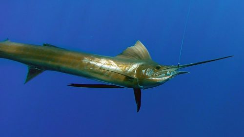 Voilier en peche a la traine - www.rodfishingclub.com - Rodrigues - Maurice - Océan Indien