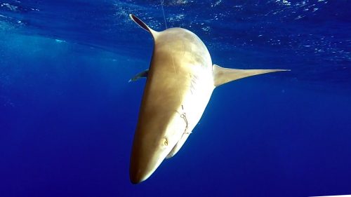 Whitetip shark on livebaiting - www.rodfishingclub.com - Rodrigues - Mauritius - Indian Ocean