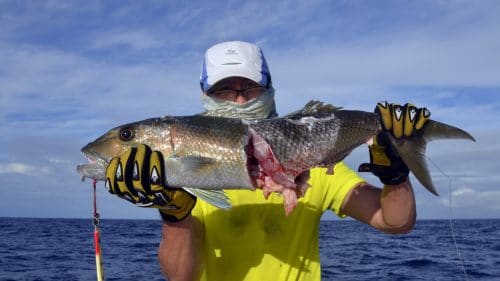 Jobfish on jigging cut by shark - www.rodfishingclub.com - Rodrigues - Mauritius - Indian Ocean