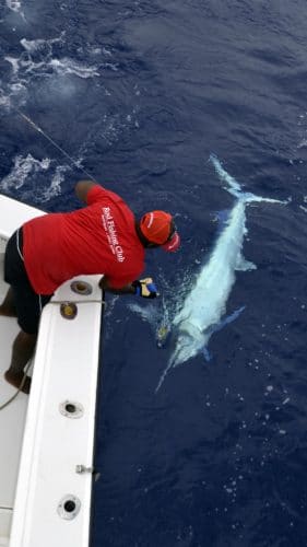 Black marlin on trolling by Lionel - www.rodfishingclub.com - Rodrigues - Mauritius - Indian Ocean