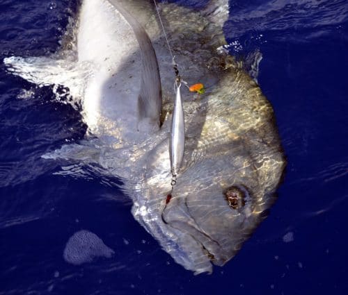 Carangue ignobilis en slow jigging - www.rodfishingclub.com - Rodrigues - Maurice - Océan Indien