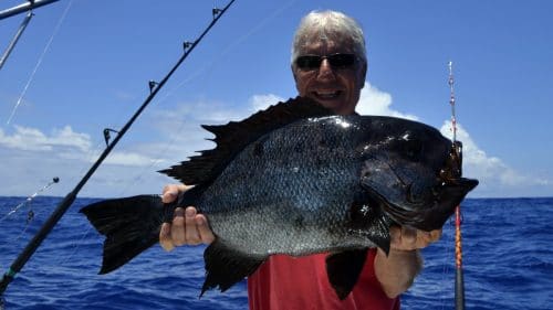 Seabream on baiting - www.rodfishingclub.com - Rodrigues - Mauritius - Indian Ocean