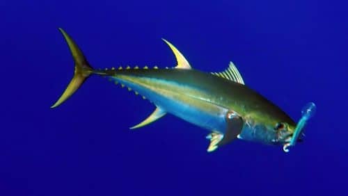 Yellowfin tuna on trolling on a Rapala X Rap - www.rodfishingclub.com - Rodrigues - Mauritius - Indian Ocean