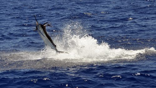 Blue marlin jumping caught on trolling - www.rodfishingclub.com - Rodrigues - Mauritius - Indian Ocean