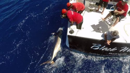 Blue marlin on leader - www.rodfishingclub.com - Rodrigues - Mauritius - Indian Ocean