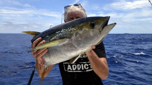 Gros thon jaune coupé par un requin en peche a la traine - www.rodfishingclub.com - Rodrigues - Maurice - Ocean Indien