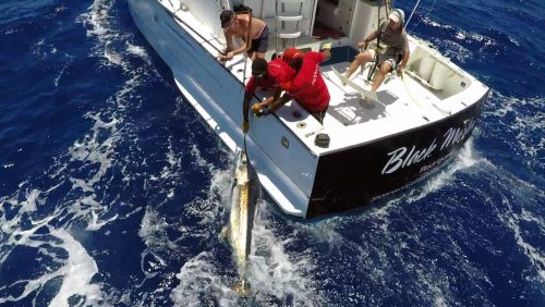 Marlin bleu relaché en peche a la traine - www.rodfishingclub.com - Rodrigues - Maurice - Ocean Indien
