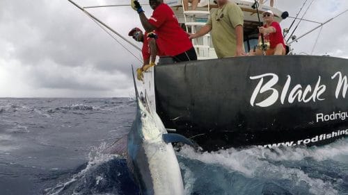 Marlin noir en peche a la traine avant relache - www.rodfishingclub.com - Rodrigues - maurice - ocean indien