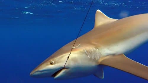 Requin pointe blanche en peche a l appat - www.rodfishingclub.com - Rodrigues - maurice - ocean indien