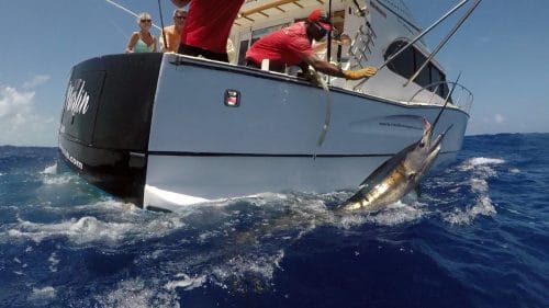 Sailfish on leadering - www.rodfishingclub.com - Rodrigues - Mauritius - Indian Ocean