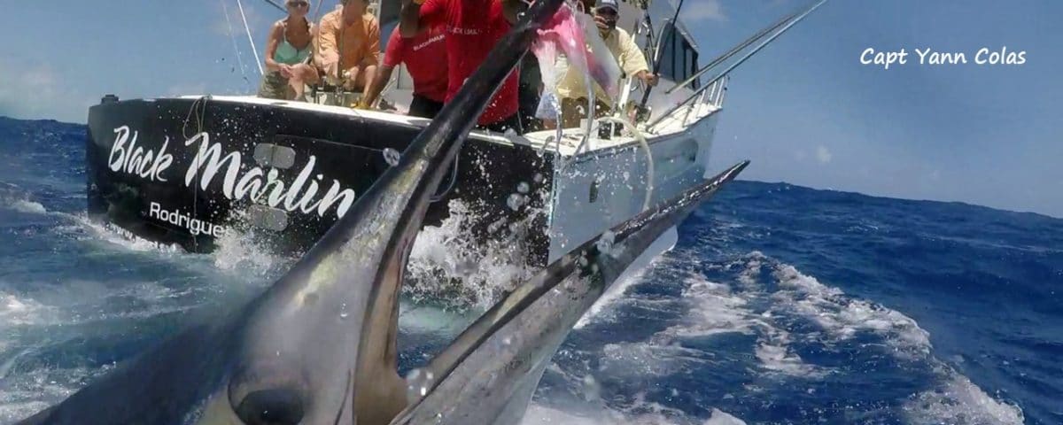 Sailfish on trolling before releasing - www.rodfishingclub.com - Rodrigues - Mauritius - Indian Ocean