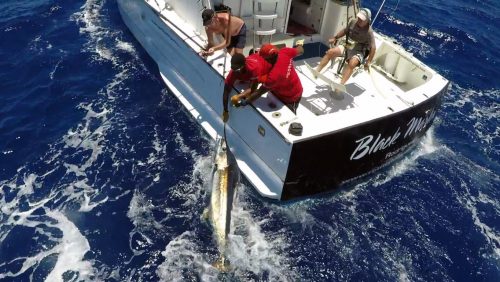 Small blue marlin released on trolling - www.rodfishingclub.com - Rodrigues - Mauritius - Indian Ocean