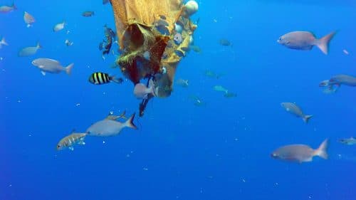 Sous une epave derivante - www.rodfishingclub.com - Rodrigues - Maurice - Ocean Indien