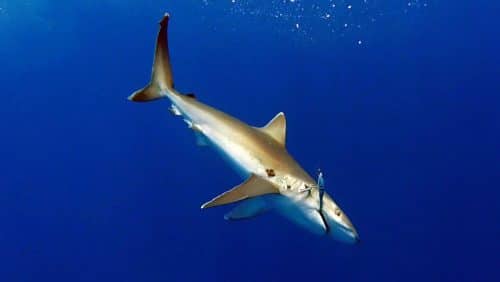 Whitetip shark on trolling on a speed pro deep williamson - www.rodfishingclub.com - Rodrigues - Mauritius - Indian Ocean