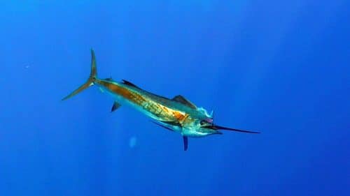 Beau voilier en peche a la traine - www.rodfishingclub.com - Rodrigues - Maurice - Ocean Indien