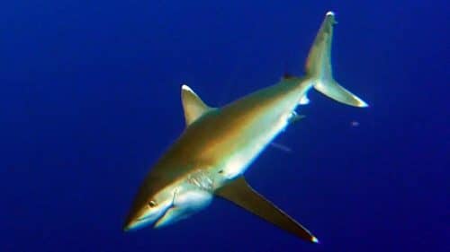 Big whitetip shark on baiting - www.rodfishingclub.com - Rodrigues - Mauritius - Indian Ocean