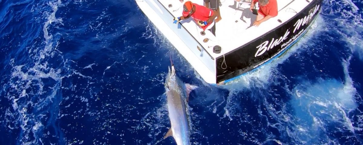 Black marlin on trolling on leader - www.rodfishingclub.com - Rodrigues - Mauritius - Indian Ocean