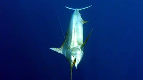 Black marlin on trolling - www.rodfishingclub.com - Rodrigues - Mauritius - Indian Ocean