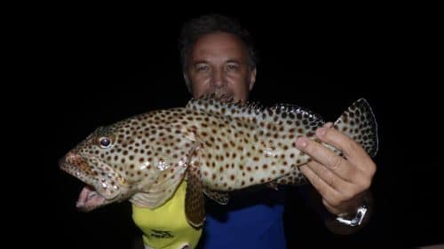 Brownspotted grouper on baiting - www.rodfishingclub.com - Rodrigues - Mauritius - Indian Ocean