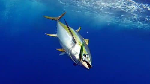 Good yellowfin tuna on trolling on a rapala X Rap - www.rodfishingclub.com - Rodrigues - Mauritius - Indian Ocean
