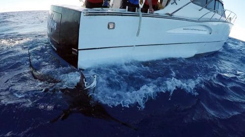Marlin bleu en peche a la traine - www.rodfishingclub.com - Rodrigues - Maurice - Ocean Indien