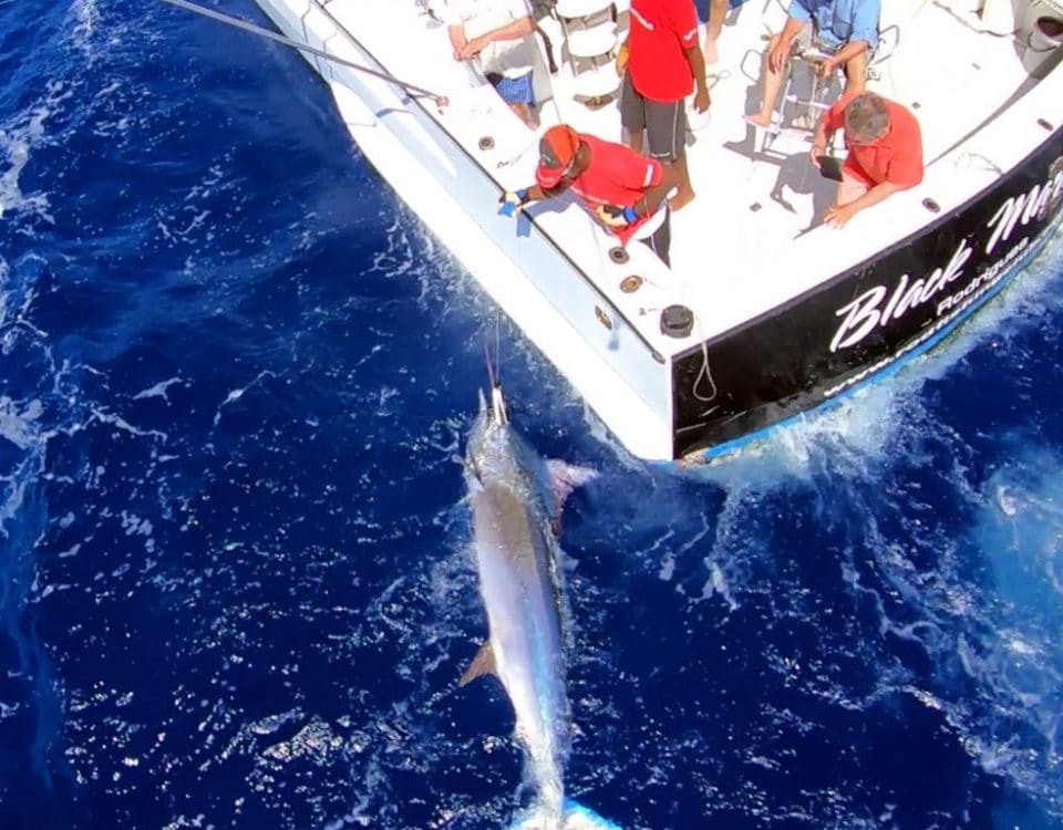 Marlin noir en peche a la traine au bas de ligne - www.rodfishingclub.com - Rodrigues - Maurice - Océan Indien