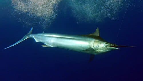 Marlin noir en peche a la traine - www.rodfishingclub.com - Rodrigues - Maurice - Ocean Indien